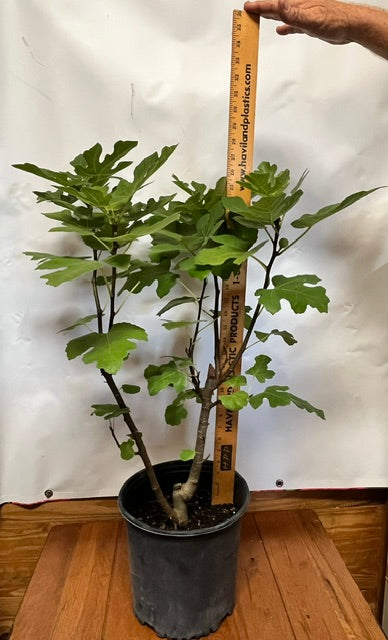 Celeste Fig Tree