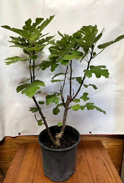 Celeste Fig Tree