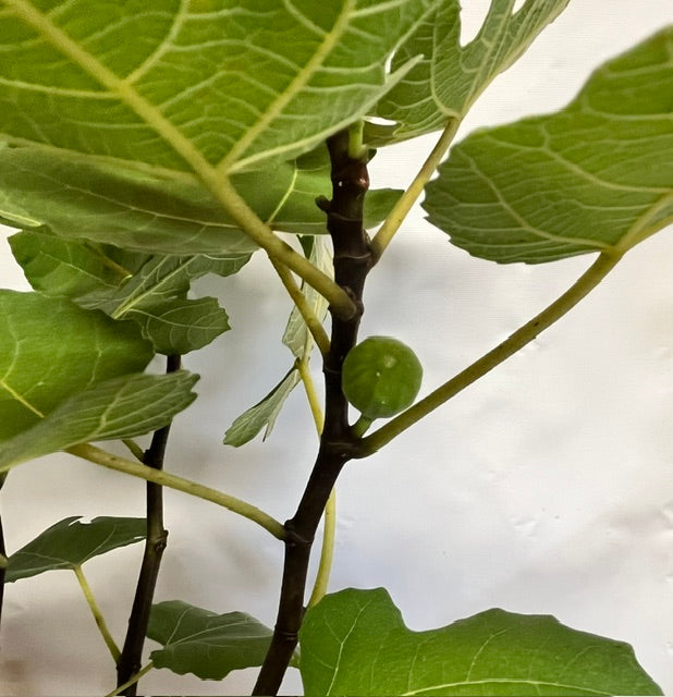 Celeste Fig Tree