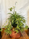 Spider Plant (10" HB)