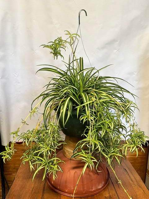 Spider Plant (10" HB)