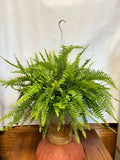 Boston Fern (10"HB)