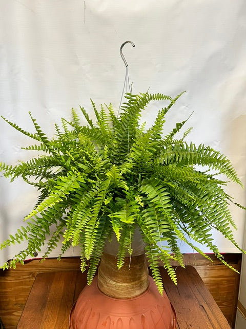 Boston Fern (10"HB)